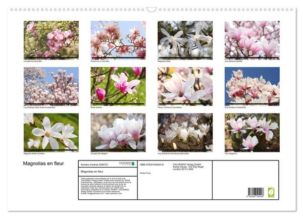 Produktbild: Magnolias en fleur (Calendrier mural 2026 DIN A2 vertical), CALVENDO calendrier mensuel