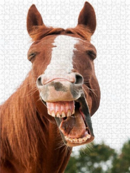 CALVENDO Puzzle Lachendes Warmblut | 1000 Teile Lege-Größe 64x48cm Foto-Puzzle für glückliche Stunden