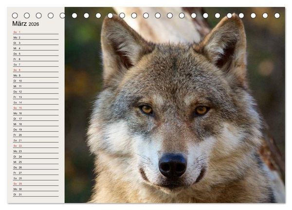 Produktbild: W&ouml;lfe. Verwegene Anmut (Tischkalender 2026 DIN A5 quer), CALVENDO Monatskalender