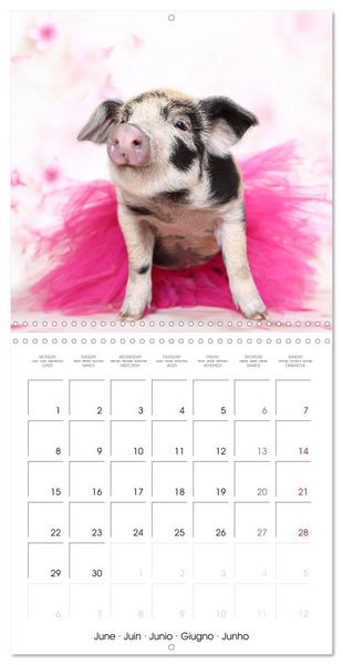 Produktbild: Sweet little piglets (Wall Calendar 2026 12 &times; 12 Inch) CALVENDO 12 Month Wall Calendar