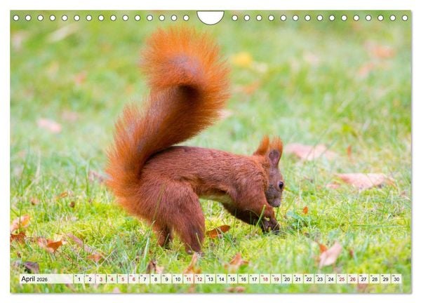 Produktbild: Popo-Kalender (Wandkalender 2026 DIN A4 quer), CALVENDO Monatskalender