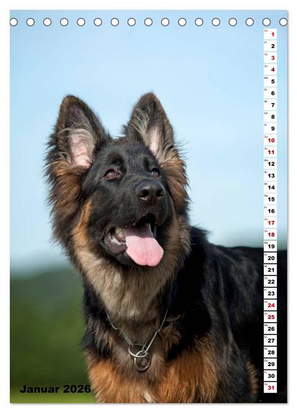 Produktbild: Sch&auml;ferhunde Langstockhaar zum verlieben (Tischkalender 2026 DIN A5 hoch), CALVENDO Monatskalender
