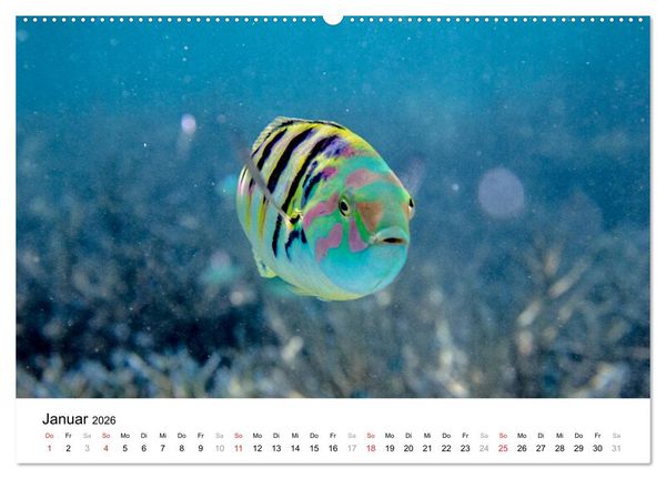 Produktbild: Unterwasserwelt der Malediven I (Wandkalender 2026 DIN A2 quer), CALVENDO Monatskalender