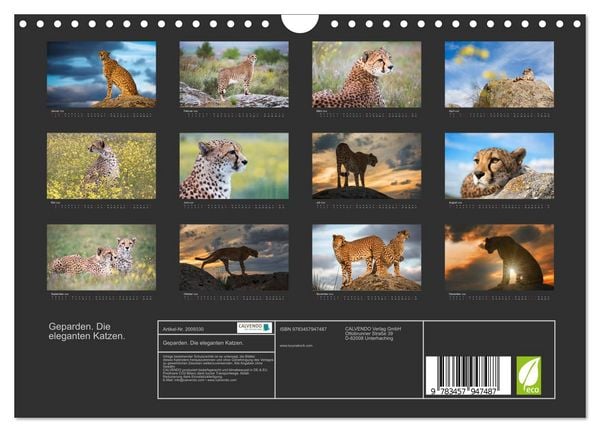 Produktbild: Geparden. Die eleganten Katzen. (Wandkalender 2026 DIN A4 quer), CALVENDO Monatskalender