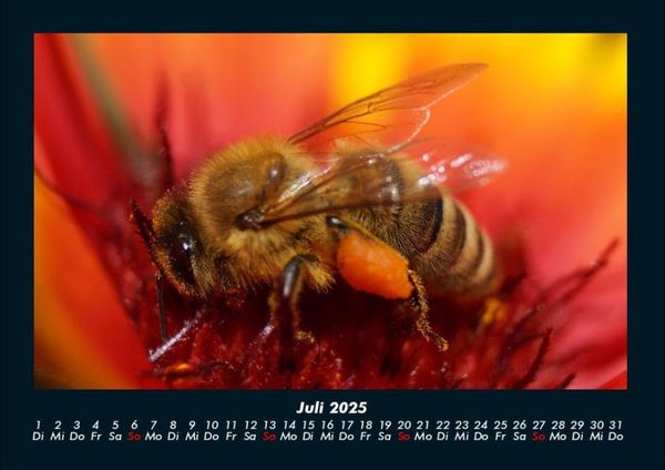 Produktbild: Bienen 2025 Fotokalender DIN A4