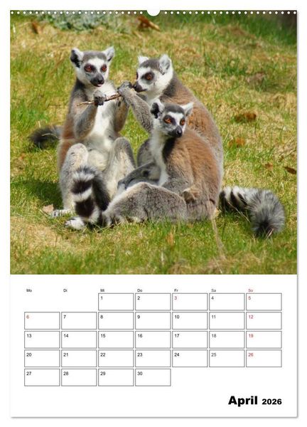 Produktbild: Katta Terminplaner (Wandkalender 2026 DIN A2 hoch), CALVENDO Monatskalender