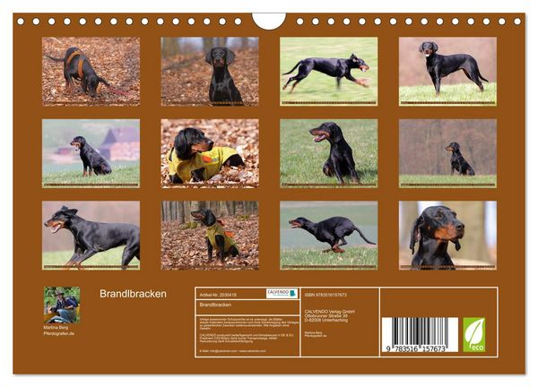 Produktbild: Brandlbracken (Wandkalender 2026 DIN A4 quer), CALVENDO Monatskalender
