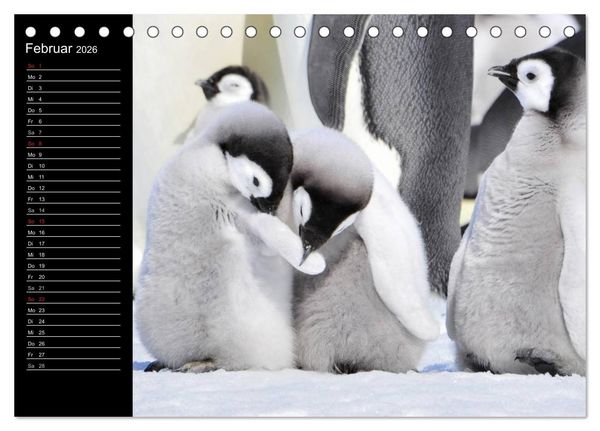 Produktbild: Pinguine - Kaiser- und K&ouml;nigspinguine (Tischkalender 2026 DIN A5 quer), CALVENDO Monatskalender