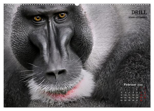 Produktbild: AFFENPORTR&Auml;TS (hochwertiger Premium Wandkalender 2026 DIN A2 quer), Kunstdruck in Hochglanz