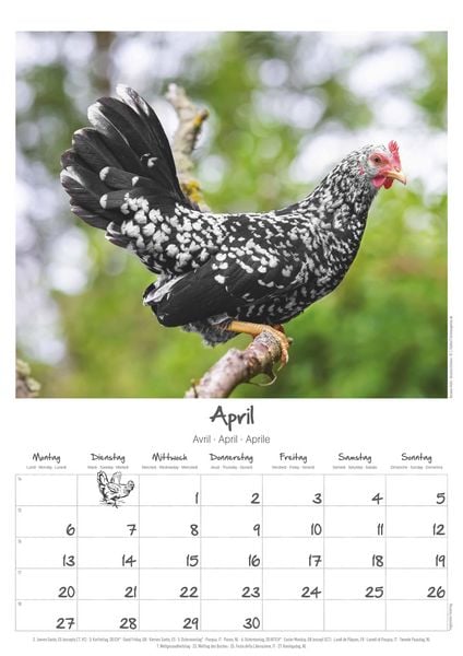 Produktbild: Hühner Kalender im Format 29,7 x 42