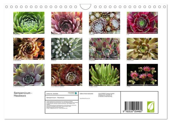 Produktbild: Sempervivum - Hauswurz (Wandkalender 2026 DIN A4 quer), CALVENDO Monatskalender