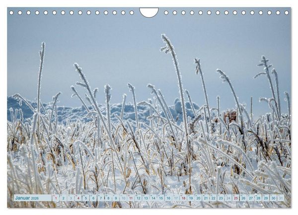 Produktbild: Wildwuchs 2026 (Wandkalender 2026 DIN A4 quer), CALVENDO Monatskalender