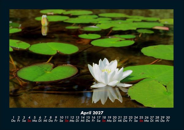 Produktbild: Rosen-Kalender 2027 Fotokalender DIN A4