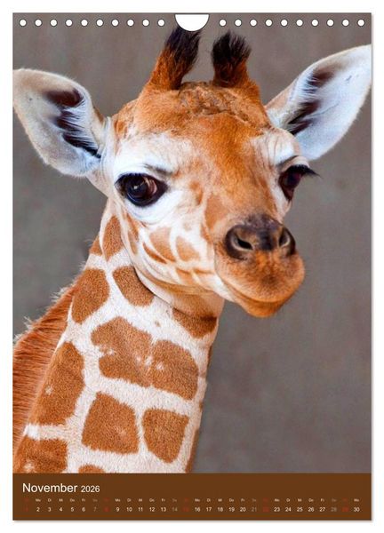 Produktbild: Giraffen (Wandkalender 2026 DIN A4 hoch), CALVENDO Monatskalender