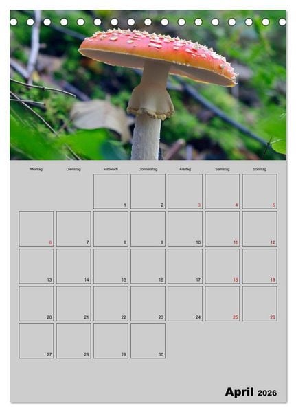 Produktbild: Quer durch die Pilze (Tischkalender 2026 DIN A5 hoch), CALVENDO Monatskalender