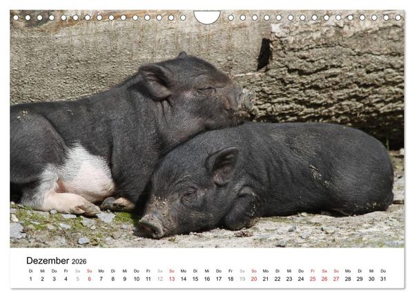 Produktbild: Schwein gehabt! (Wandkalender 2026 DIN A4 quer), CALVENDO Monatskalender