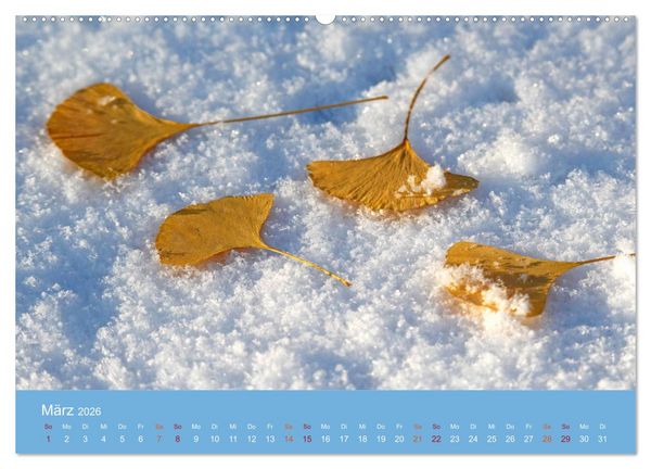 Produktbild: Geliebter Ginkgo (hochwertiger Premium Wandkalender 2026 DIN A2 quer), Kunstdruck in Hochglanz