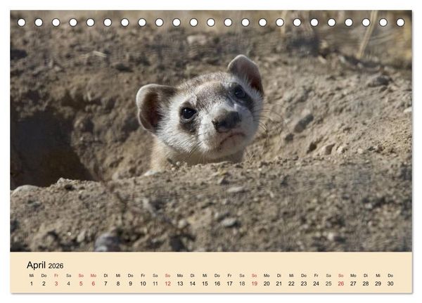 Produktbild: Frettchen und Marder. Frech, witzig, niedlich (Tischkalender 2026 DIN A5 quer), CALVENDO Monatskalender