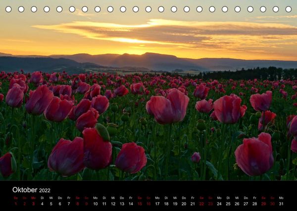 Produktbild: Mohnbl&uuml;te in Germerode (Tischkalender 2022 DIN A5 quer)