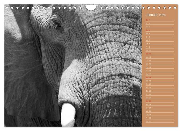 Produktbild: Afrika - Faszinierende Tierwelt (Wandkalender 2026 DIN A4 quer), CALVENDO Monatskalender