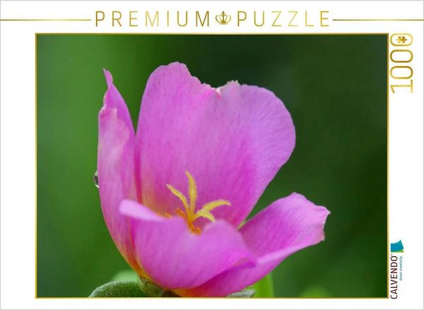 CALVENDO Puzzle Portulakröschen | 1000 Teile Lege-Größe 64x48cm Foto-Puzzle für glückliche Stunden