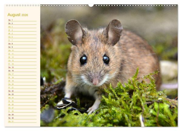 Produktbild: Gr&uuml;sse von der Maus! (Wandkalender 2026 DIN A2 quer), CALVENDO Monatskalender