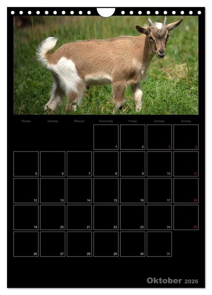 Produktbild: Zwergziegen (Wandkalender 2026 DIN A4 hoch), CALVENDO Monatskalender