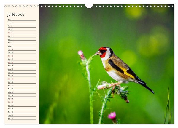 Produktbild: Notre nature sauvage, les passereaux d'Europe (Calendrier mural 2026 DIN A3 vertical), CALVENDO calendrier mensuel