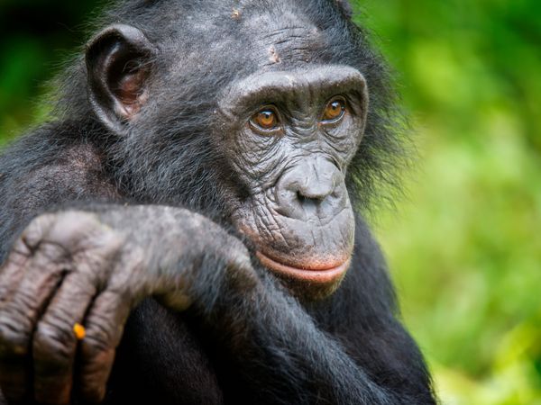 Produktbild: CALVENDO Puzzle Bonobo (Pan paniscus), DR Kongo | 1000 Teile Lege-Gr&ouml;&szlig;e 64x48cm Foto-Puzzle f&uuml;r gl&uuml;ckliche Stunden