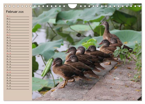Produktbild: G&auml;nse und Enten. Schnattern, watscheln, quaken! (Wandkalender 2026 DIN A4 quer), CALVENDO Monatskalender