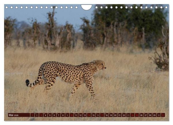 Produktbild: Afrikas wilde Sch&ouml;nheiten (Wandkalender 2026 DIN A4 quer), CALVENDO Monatskalender