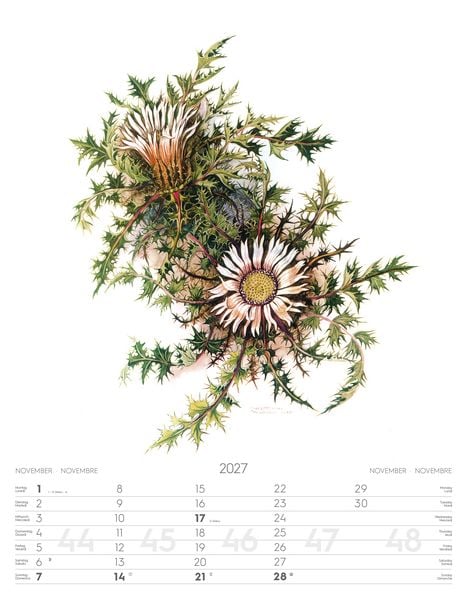 Produktbild: Alpenblumen-Aquarelle Kalender 2027