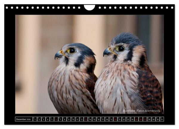 Produktbild: Falken im Flug und im Portr&auml;t (Wandkalender 2026 DIN A4 quer), CALVENDO Monatskalender