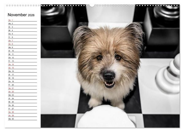 Produktbild: Hunde im Fokus (Wandkalender 2026 DIN A2 quer), CALVENDO Monatskalender