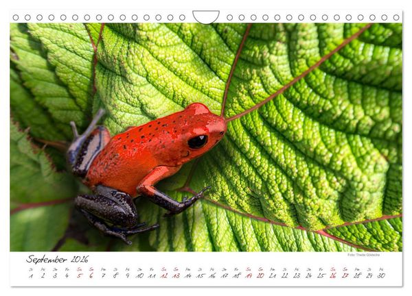 Produktbild: Natur pur, Costa Rica (Wandkalender 2026 DIN A4 quer), CALVENDO Monatskalender