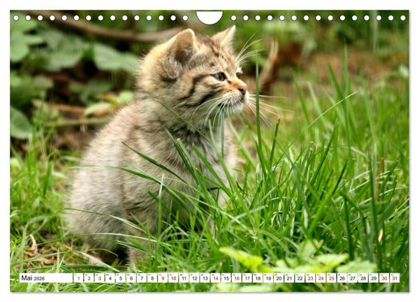 Produktbild: Wildkatzen - Die lautlosen J&auml;ger des Waldes (Wandkalender 2026 DIN A4 quer), CALVENDO Monatskalender