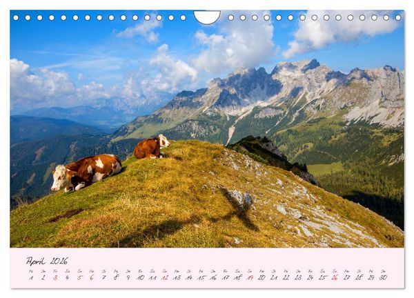 Produktbild: Friedliche K&uuml;he (Wandkalender 2026 DIN A4 quer), CALVENDO Monatskalender