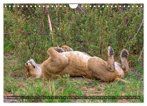 Produktbild: Katzen im Busch (Wandkalender 2026 DIN A4 quer), CALVENDO Monatskalender