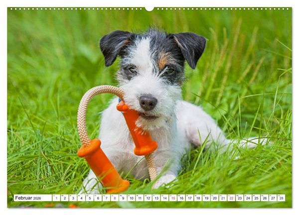 Produktbild: 100000 Volt auf vier Pfoten - Jack und Parson Russell Terrier (Wandkalender 2026 DIN A2 quer), CALVENDO Monatskalender