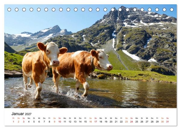 Produktbild: Bergk&uuml;he auf der Alm - Natur pur (Tischkalender 2027 DIN A5 quer), CALVENDO Monatskalender