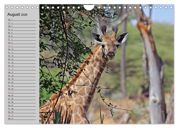 Produktbild: Giraffen. Dem Himmel so nah (Wandkalender 2026 DIN A4 quer), CALVENDO Monatskalender