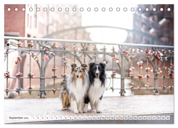 Produktbild: Hamburger Hafencity - Unterwegs mit den Shelties Finn und Louis (Tischkalender 2026 DIN A5 quer), CALVENDO Monatskalender