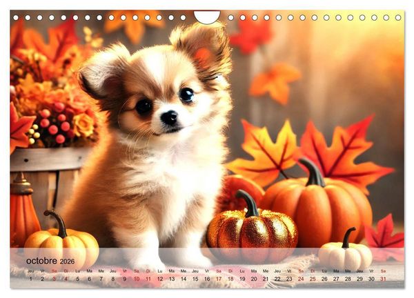 Produktbild: Chiots Chihuahua - Petits miracles (Calendrier mural 2026 DIN A4 vertical), CALVENDO calendrier mensuel