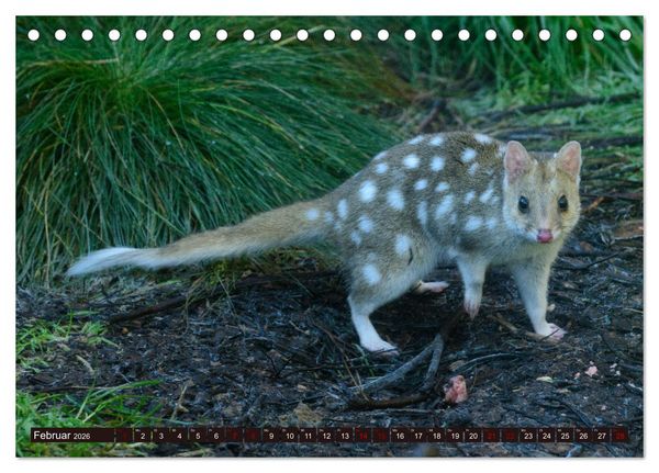 Produktbild: Traumpfade Australien (Tischkalender 2026 DIN A5 quer), CALVENDO Monatskalender