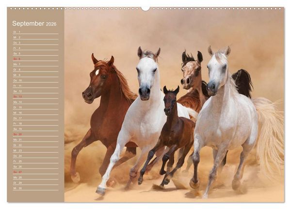 Produktbild: Pferde. Araber im W&uuml;stensand (Wandkalender 2026 DIN A2 quer), CALVENDO Monatskalender
