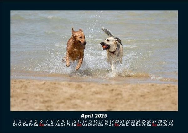 Produktbild: Hundezauber 2025 Fotokalender DIN A5