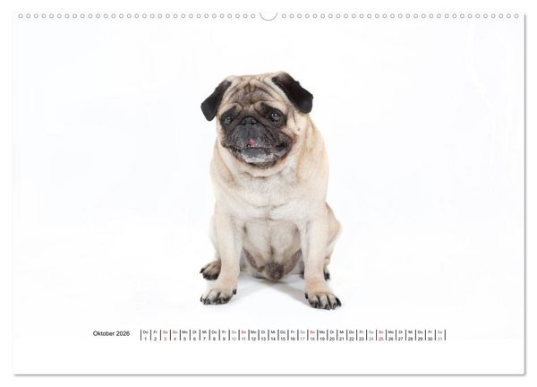 Produktbild: Mops - unwiderstehlich und charmant (hochwertiger Premium Wandkalender 2026 DIN A2 quer), Kunstdruck in Hochglanz