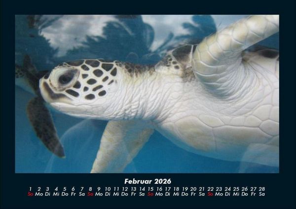 Produktbild: Schildkr&ouml;tenzauber 2026 Fotokalender DIN A4