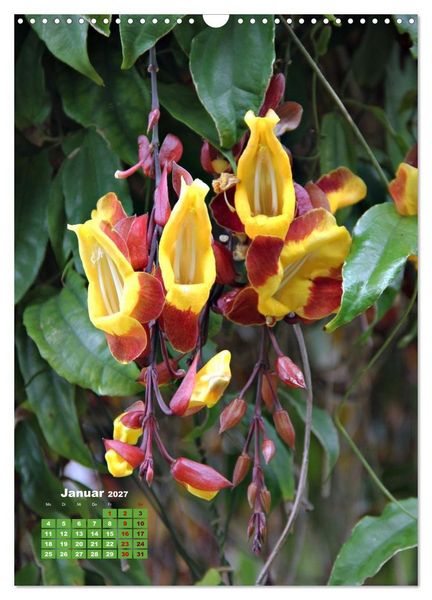 Produktbild: Madeiras Flora. Wundersame Wildblumen und exotische Geh&ouml;lze (Wandkalender 2027 DIN A3 hoch), CALVENDO Monatskalender