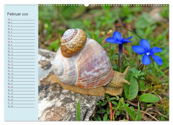 Produktbild: Wir sind die Stars im Wald (hochwertiger Premium Wandkalender 2026 DIN A2 quer), Kunstdruck in Hochglanz